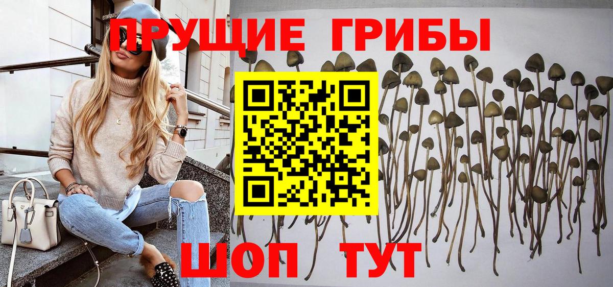 цена наркотик  Берёзовский  Псилоцибиновые грибы мицелий 